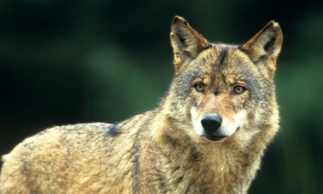 It's estimated there are now around 10,000 wolves in Europe.