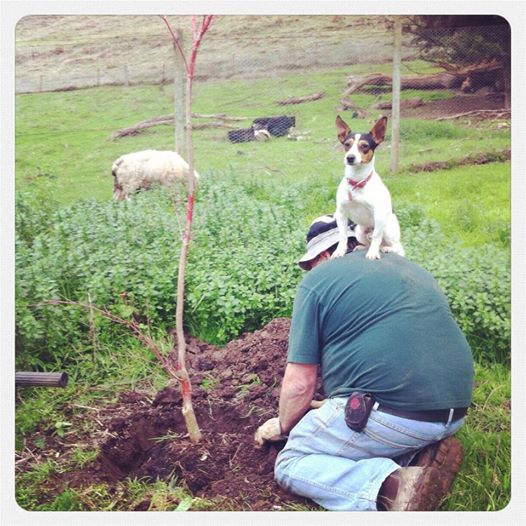 Photo: Spotty's hobbies include gardening...