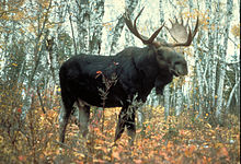 Moose superior.jpg