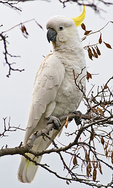 Cacatua galerita Tas 2.jpg