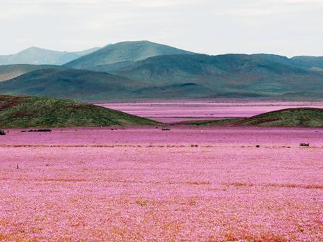 Atacama Wildflowers