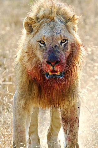 bloody-lion