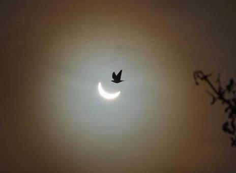 Eclipse Bird Photo by Amy Shore