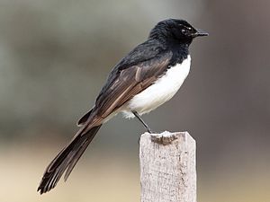 Rhipidura leucophrys -Canberra, Australia-8.jpg