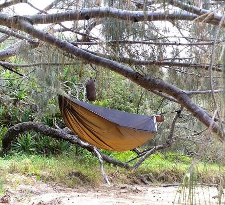 Goshawk hammock