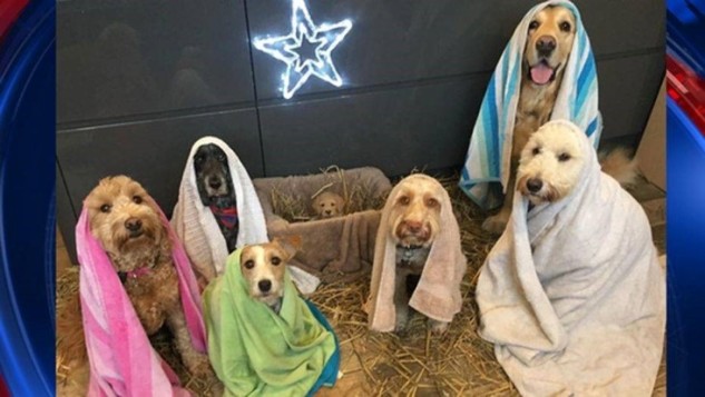 http://maggiesfarm.anotherdotcom.com/uploads/christmasdogs2.jpg.jpg