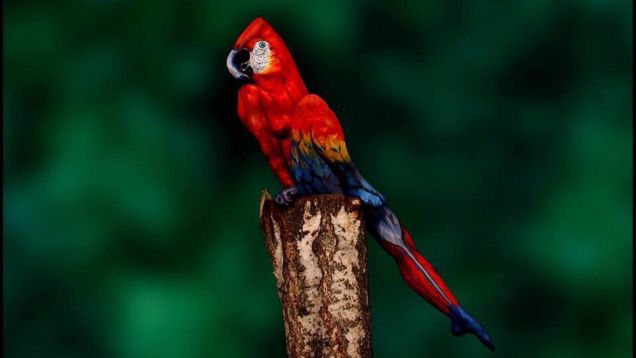 Your Mind Will Be Blown When You Realize This Isn't a Parrot